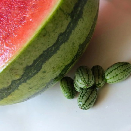 Cucamelon Mexican Mini Melon Cucumber Seeds, rare climbing plant
