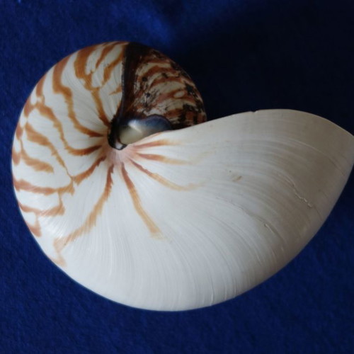 Decorative Nautilus Pompilius shell used