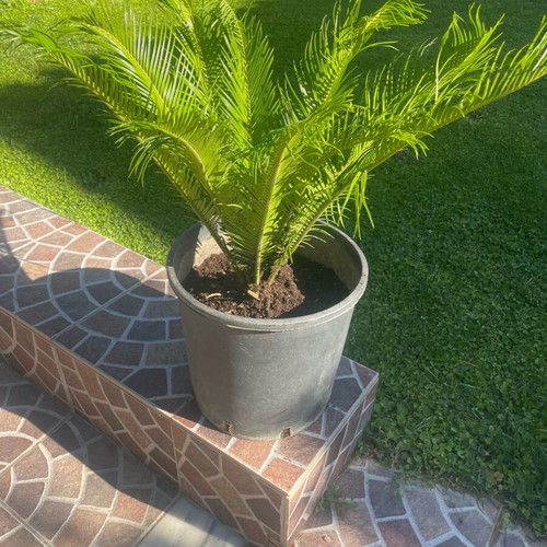 Cycas from 40-year-old healthy plant