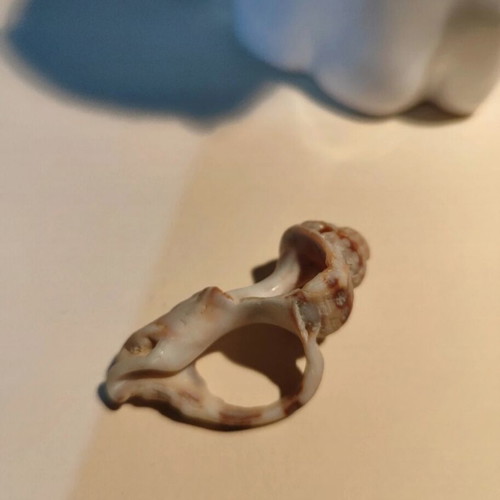 Natural shell ring new, beige