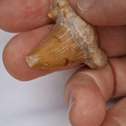 Fossilized shark tooth from Morocco