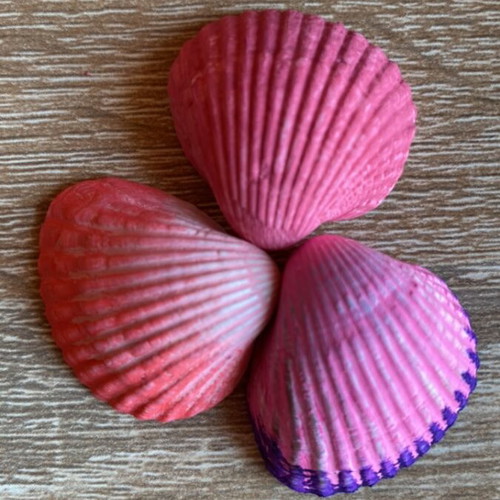 Decorative seashells hand-painted set of 18 with acrylic colors