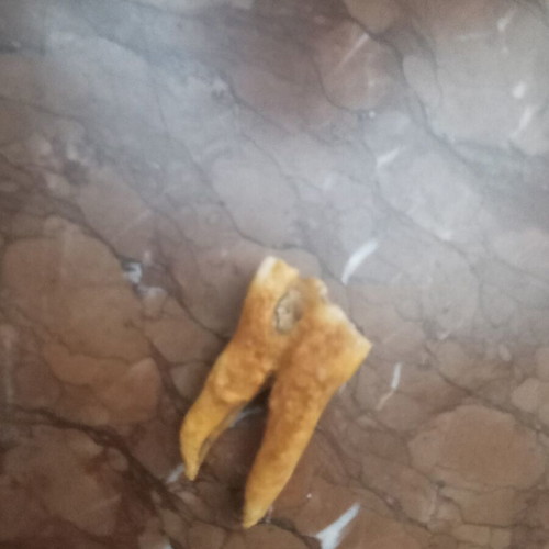 Fossil used animal tooth natural bone collectible