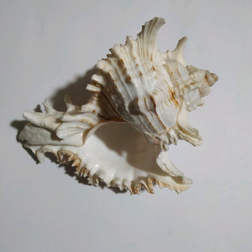 Murex Chicoreus shell like new, 12 cm length
