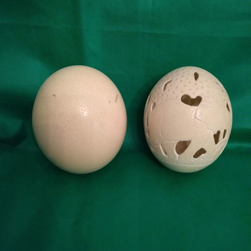 Ostrich eggs new, decorative