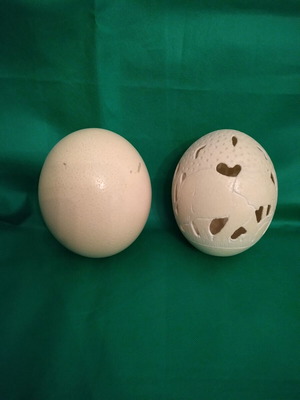 Ostrich eggs new, decorative