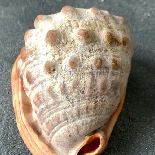 Shell used, as shown