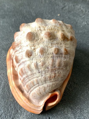 Shell used, as shown