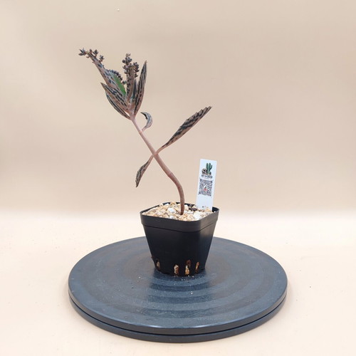 Mother of Thousands succulent plant, mini pot