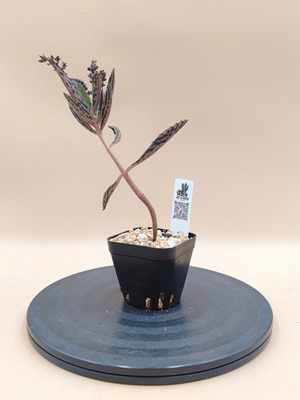 Mother of Thousands succulent plant, mini pot