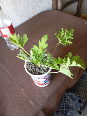 Pelargonium graveolens νέο αρωματικό φυτό