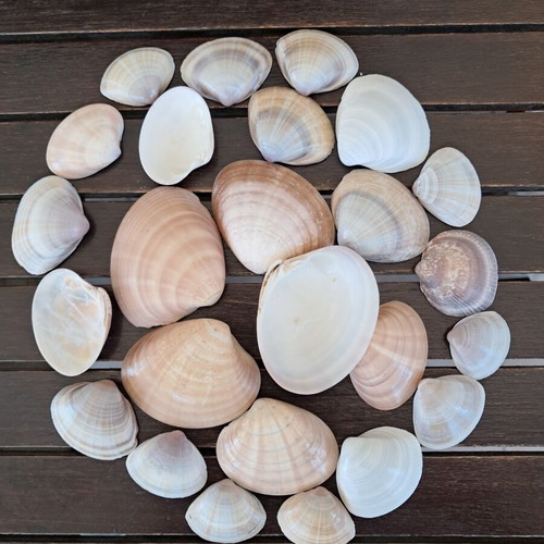 Natural seashell collection like new, pack of 25 from Greek beaches