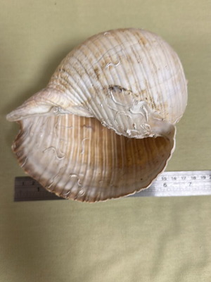 Seashells 4 different designs and sizes