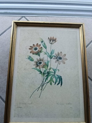 Flower frames set of 8, like new, 24x31.5 cm