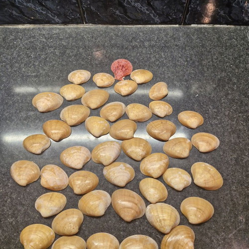Natural seashells used, large size, 586 g