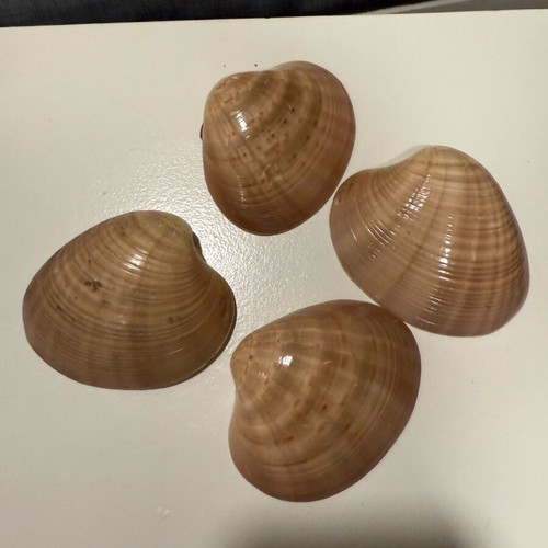 Seashells like new for decoration