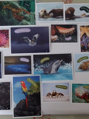 Vasilopoulos Stickers Explore the Ocean New Collection 1-102 with 5 Tattoos
