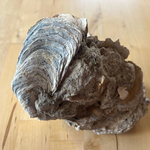 Avia Messinia fossil cluster refurbished