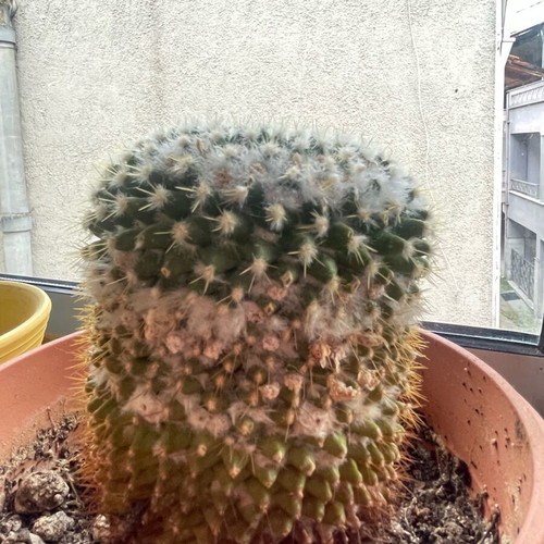Cactus like new with white flowers and pot