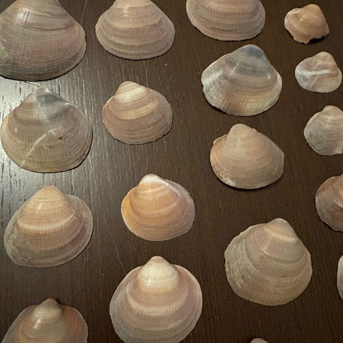 Seashells used, pack of 35 small and large