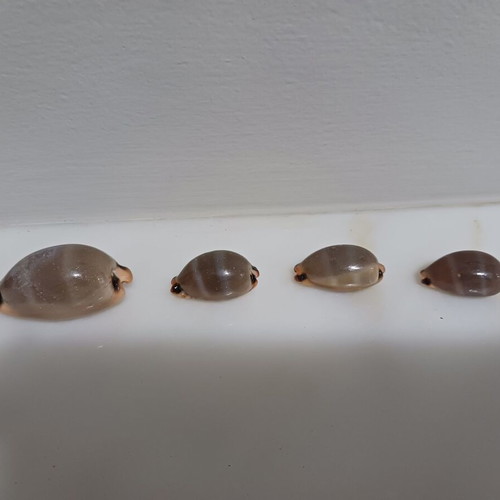 Lurida cowries set of 4, shiny, new