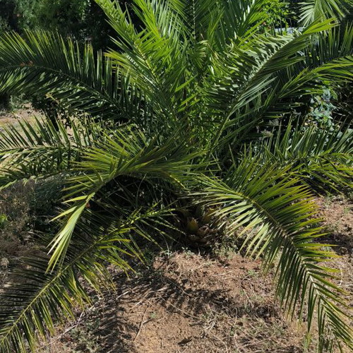 Canary date palms new, set of two