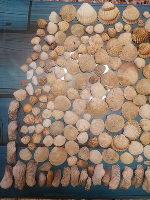 720 seashells various designs and sizes
