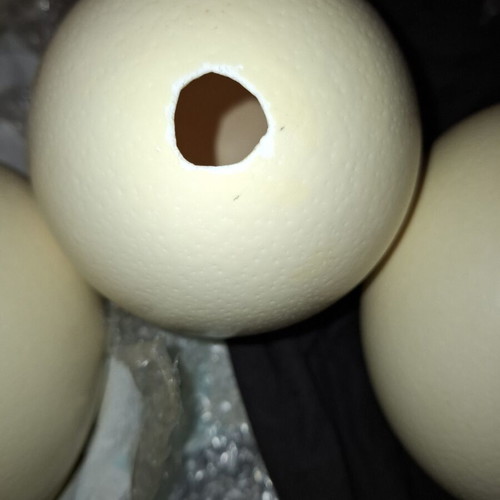 Ostrich eggs new, set of 4