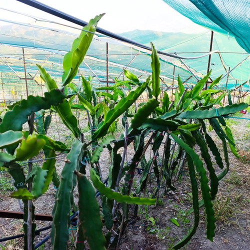 Dragon fruit rooted plants new