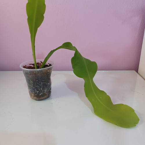 Epiphyllum oxypetalum small rooted plant