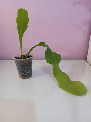 Epiphyllum oxypetalum small rooted plant