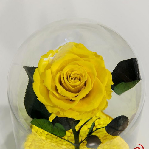 Yellow natural preserved rose in large glass dome made to order