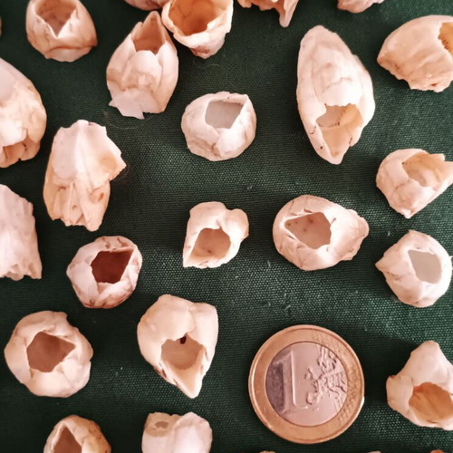 Barnacle shells pack of 38 new for crafts and decoration
