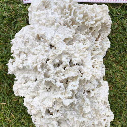 Old Marine Decorative Coral like new, 45 cm length