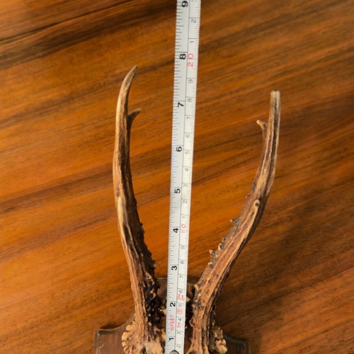 Small deer antlers used in wooden frame