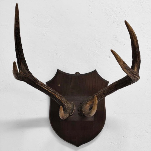 Vintage Deer Antlers Wall Mount on Wooden Base like new
