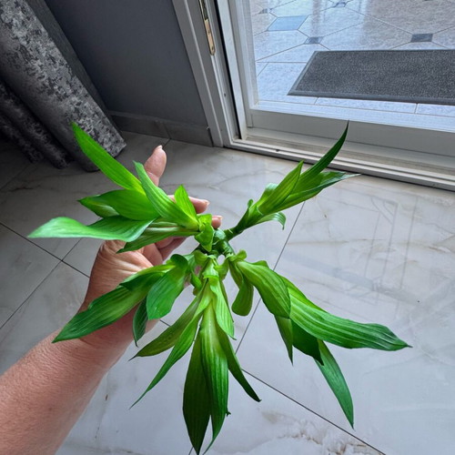 Lucky flower artificial bamboo like new
