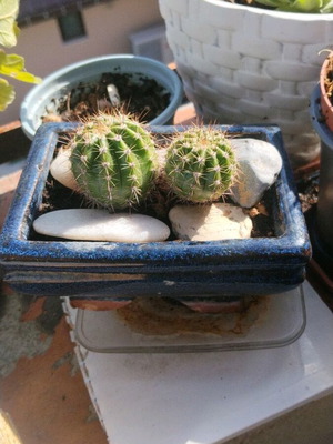 Echinopsis κάκτοι σε χειροποίητη κεραμική γλάστρα με φυσικά βότσαλα