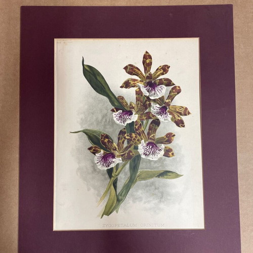Lithograph used Zygopetalum Crinitum flowers with mat