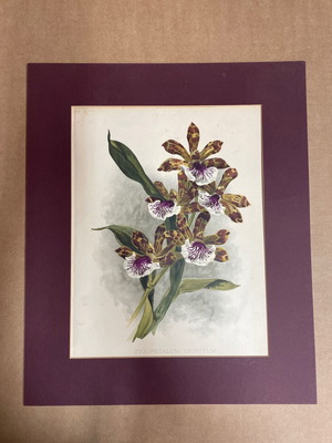 Lithograph used Zygopetalum Crinitum flowers with mat
