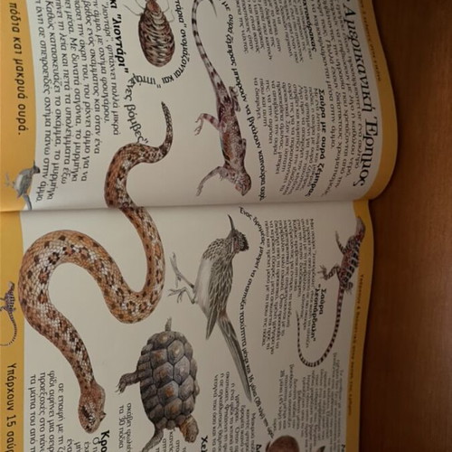 Metamfiesmena Zoa children's book