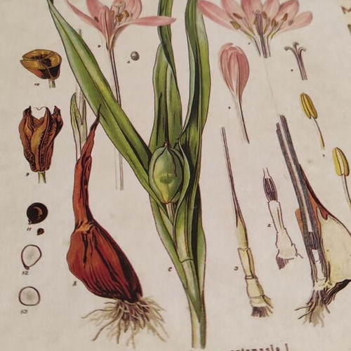 Botanical books like new, set of 2 encyclopedias