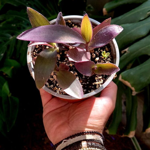 Tradescantia Pallida Purple Heart Plant