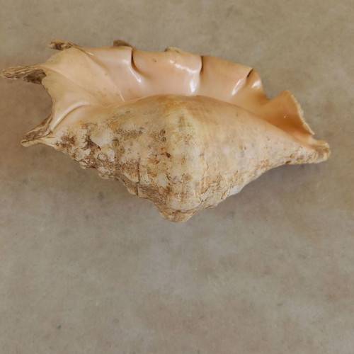 Natural shell used, 24 centimeters long