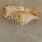 Natural shell used, 24 centimeters long