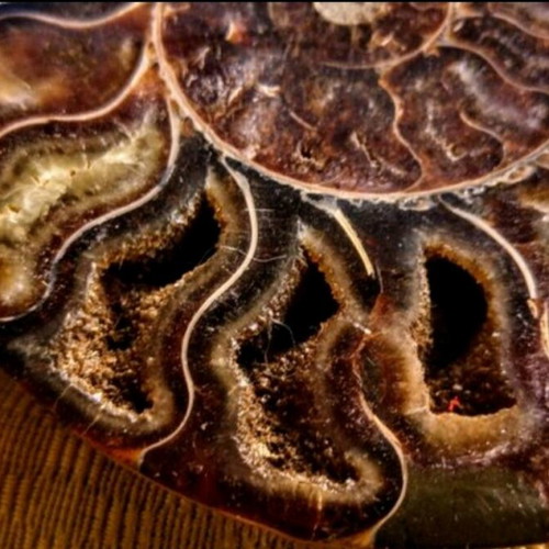 Ammonite fossil like new, 16x16x4 cm, polished