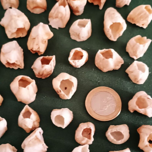 Barnacle shells pack of 38 new for crafts and decoration