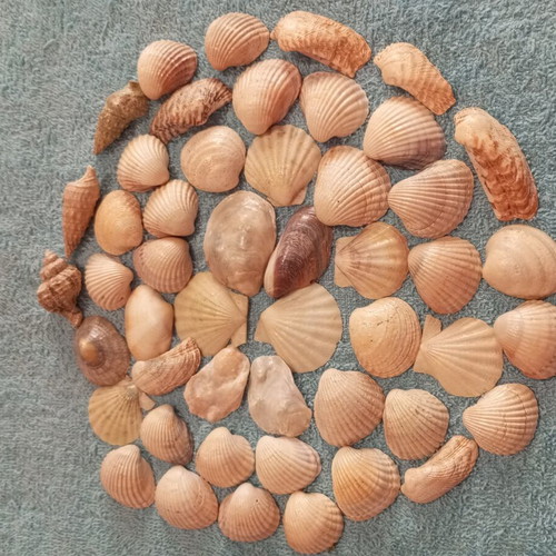 Natural seashells varnished, pack of 50, like new