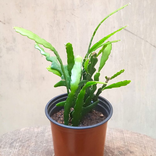Ric Rac Cactus (Disocactus Anguliger) new in nursery pot