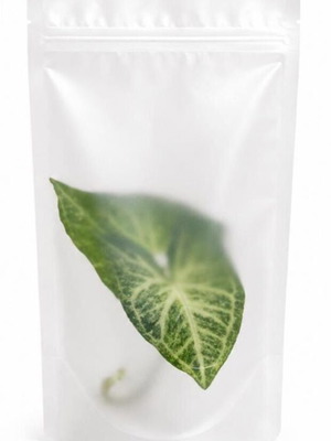 Zigonium Rose or Green Cutting New, Packaged